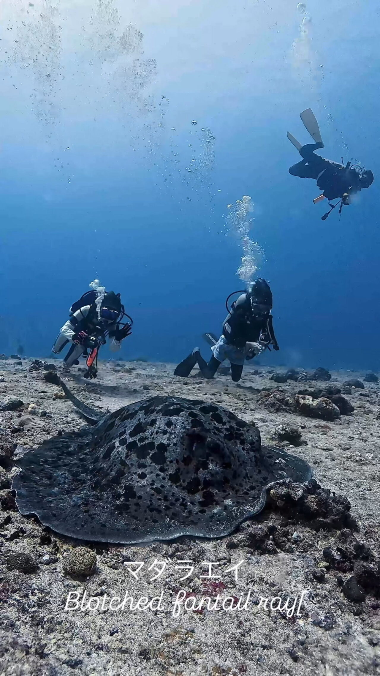 己の脚で泳ぐ ペリリューコーナー ペリリューカット ペリリューエキスプレス パラオ ペリリュー島のダイビングショップ｜OMZオムズ