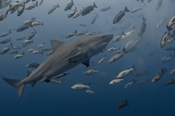 逞しきブルシャーク愛し