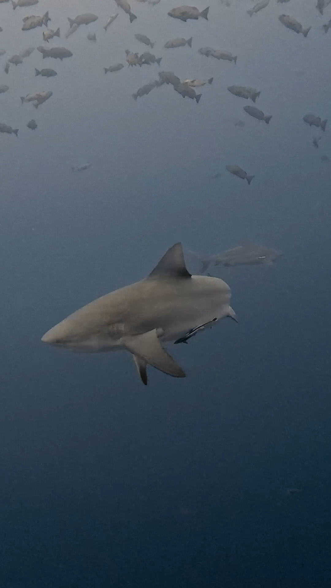 逞しきブルシャーク愛し ペリリューコーナー ペリリューカット ペリリューエキスプレス パラオ ペリリュー島のダイビングショップ｜OMZオムズ