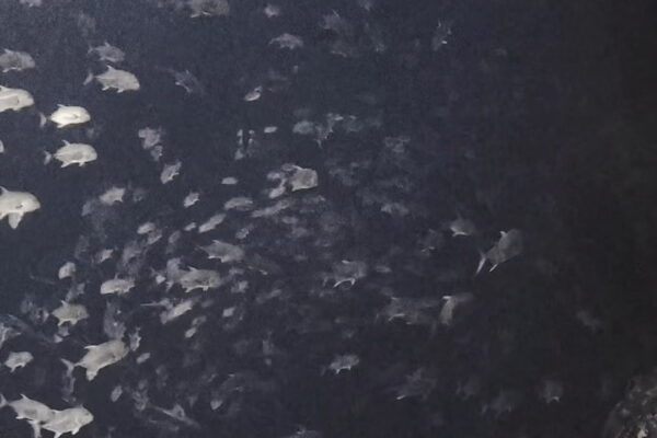 ロウニンアジの渦巻