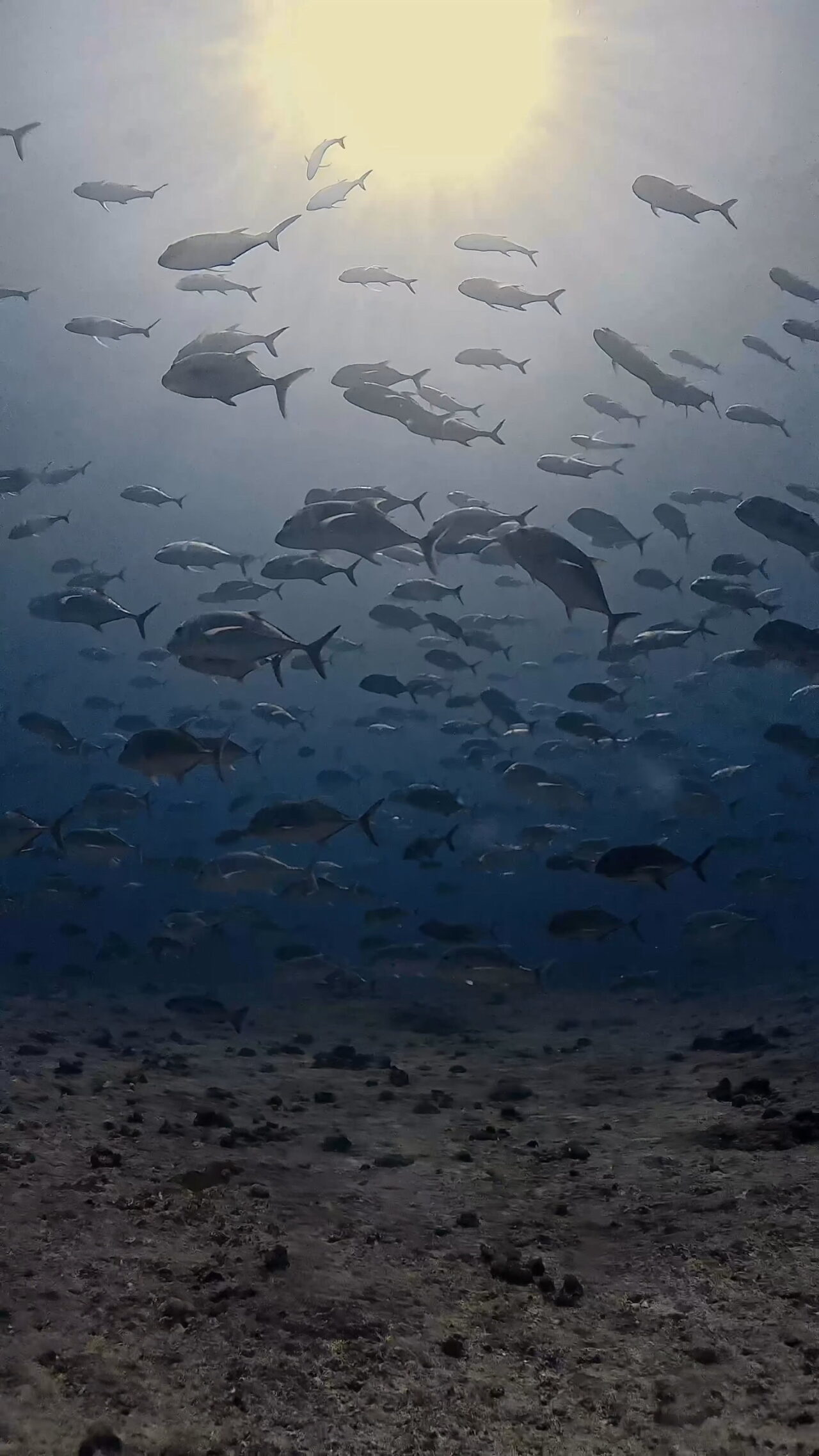 ペリリューの主役はロウニンアジの群れ ペリリューコーナー ペリリューカット ペリリューエキスプレス タートルコーブ パラオ ペリリュー島のダイビングショップ｜OMZオムズ