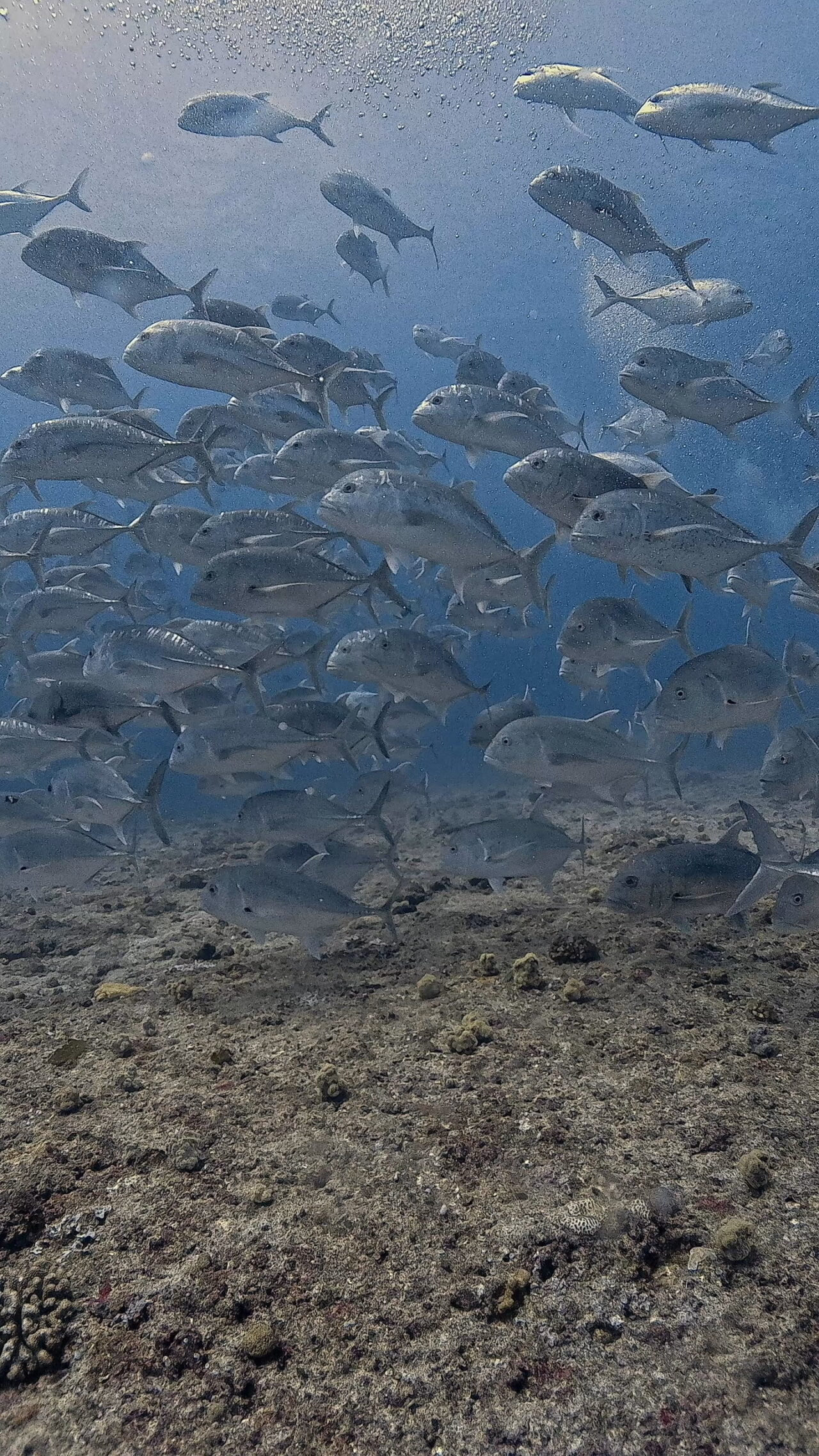 ペリリューの主役はロウニンアジの群れ ペリリューコーナー ペリリューカット ペリリューエキスプレス タートルコーブ パラオ ペリリュー島のダイビングショップ｜OMZオムズ