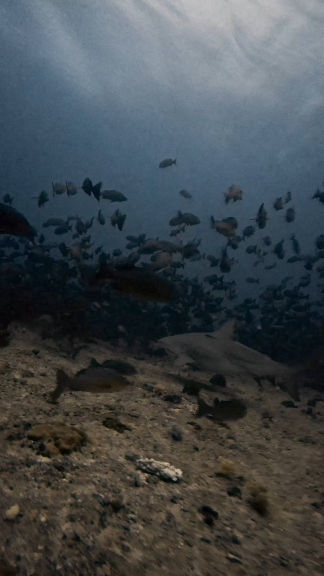 ブルシャークと私たち ペリリューコーナー ペリリューカット ペリリューエキスプレス パラオ ペリリュー島のダイビングショップ|OMZオムズ