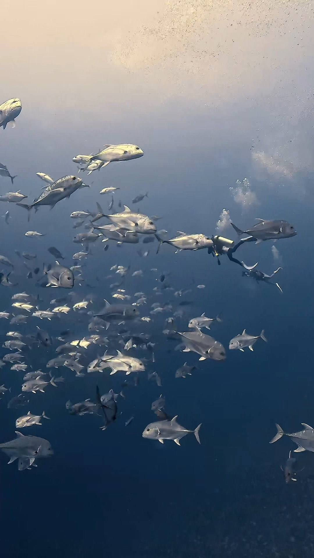 逞しきブルシャーク愛し ペリリューコーナー ペリリューカット ペリリューエキスプレス パラオ ペリリュー島のダイビングショップ｜OMZオムズ