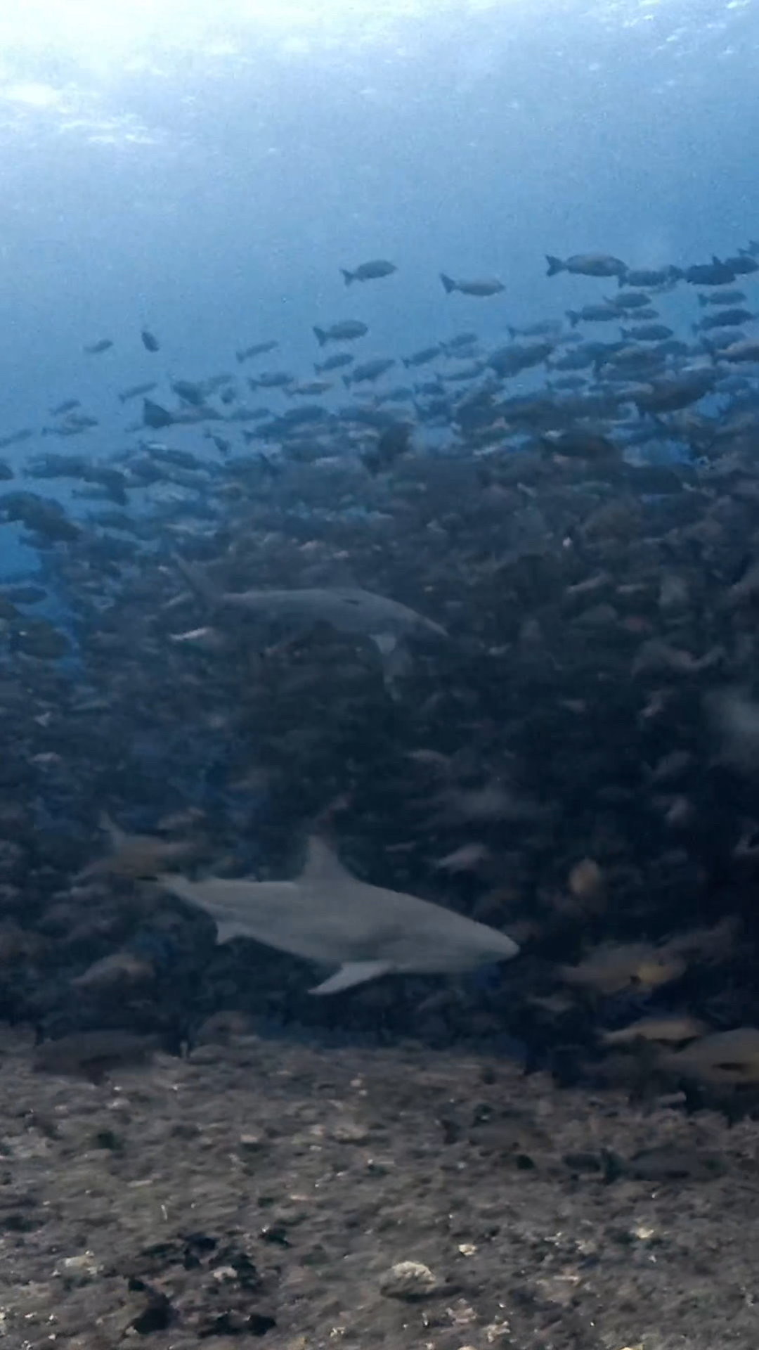 四方八方ブルシャーク ペリリューコーナー ペリリューカット ペリリューエキスプレス パラオ ペリリュー島のダイビングショップ|OMZオムズ