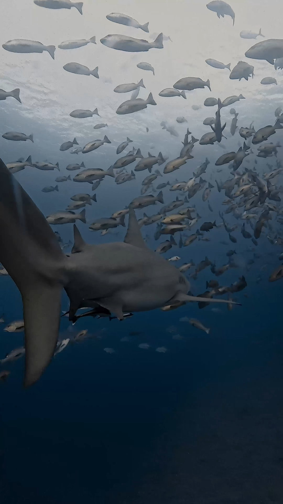 逞しきブルシャーク愛し ペリリューコーナー ペリリューカット ペリリューエキスプレス パラオ ペリリュー島のダイビングショップ｜OMZオムズ