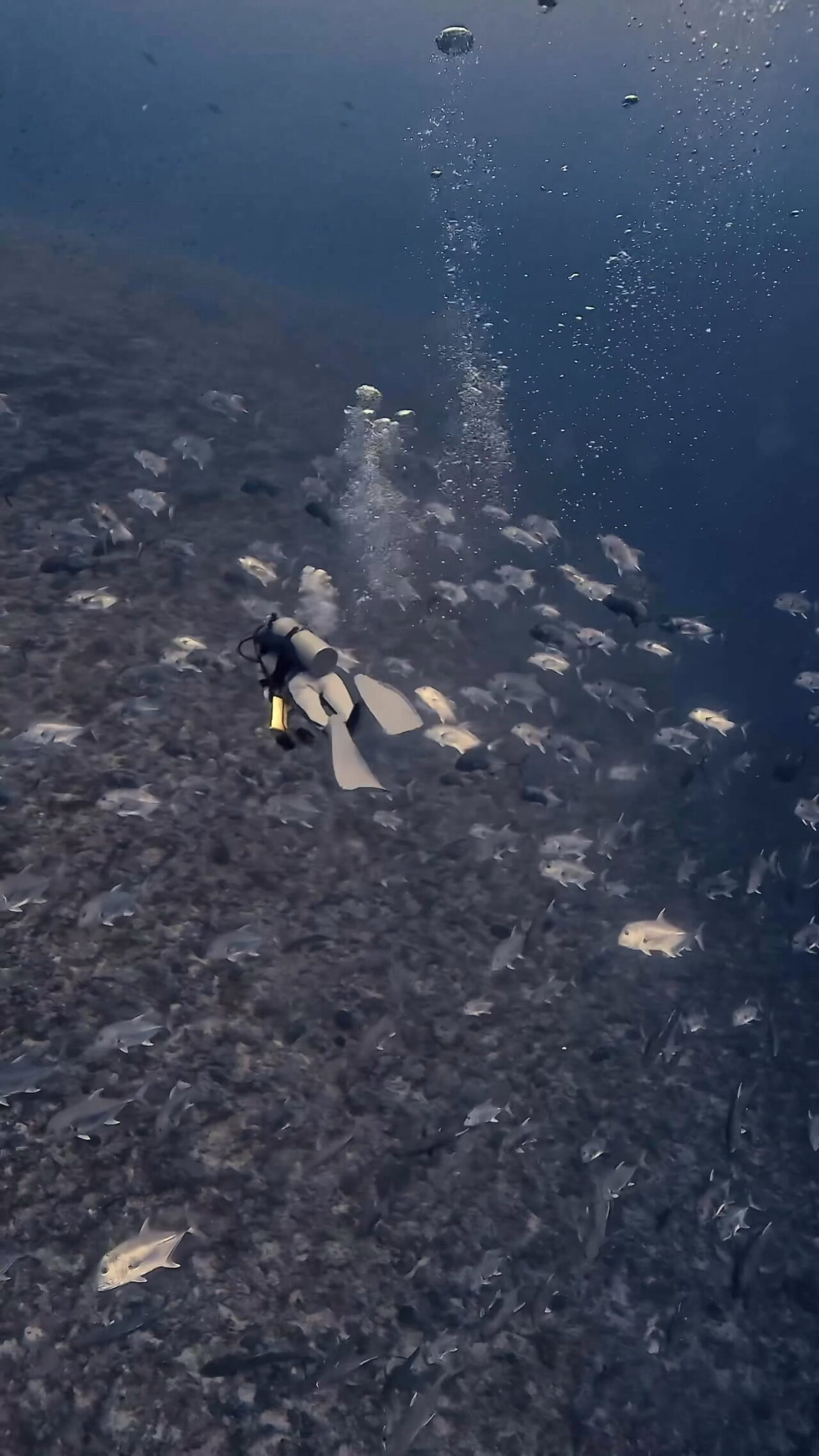 己の脚で泳ぐ ペリリューコーナー ペリリューカット ペリリューエキスプレス パラオ ペリリュー島のダイビングショップ｜OMZオムズ