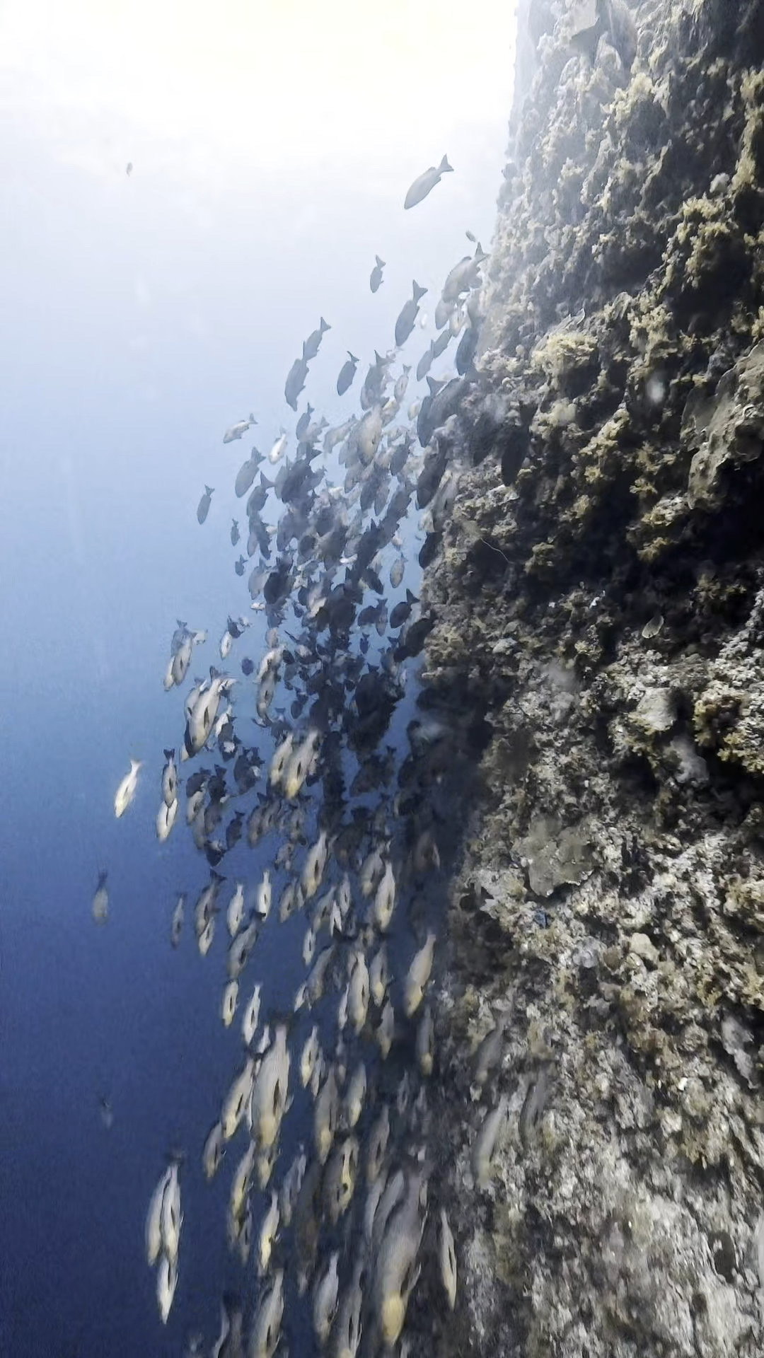 ロウニンアジの渦巻 ペリリューコーナー ペリリューカット ペリリューエキスプレス パラオ ペリリュー島のダイビングショップ|OMZオムズ