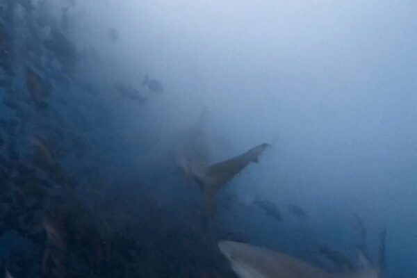 マッスルブルシャーク