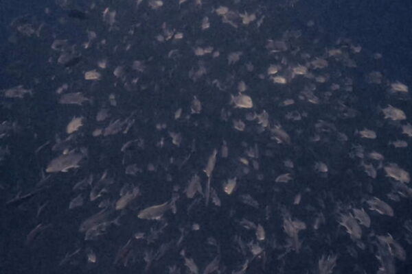 真正面からGO！！！！