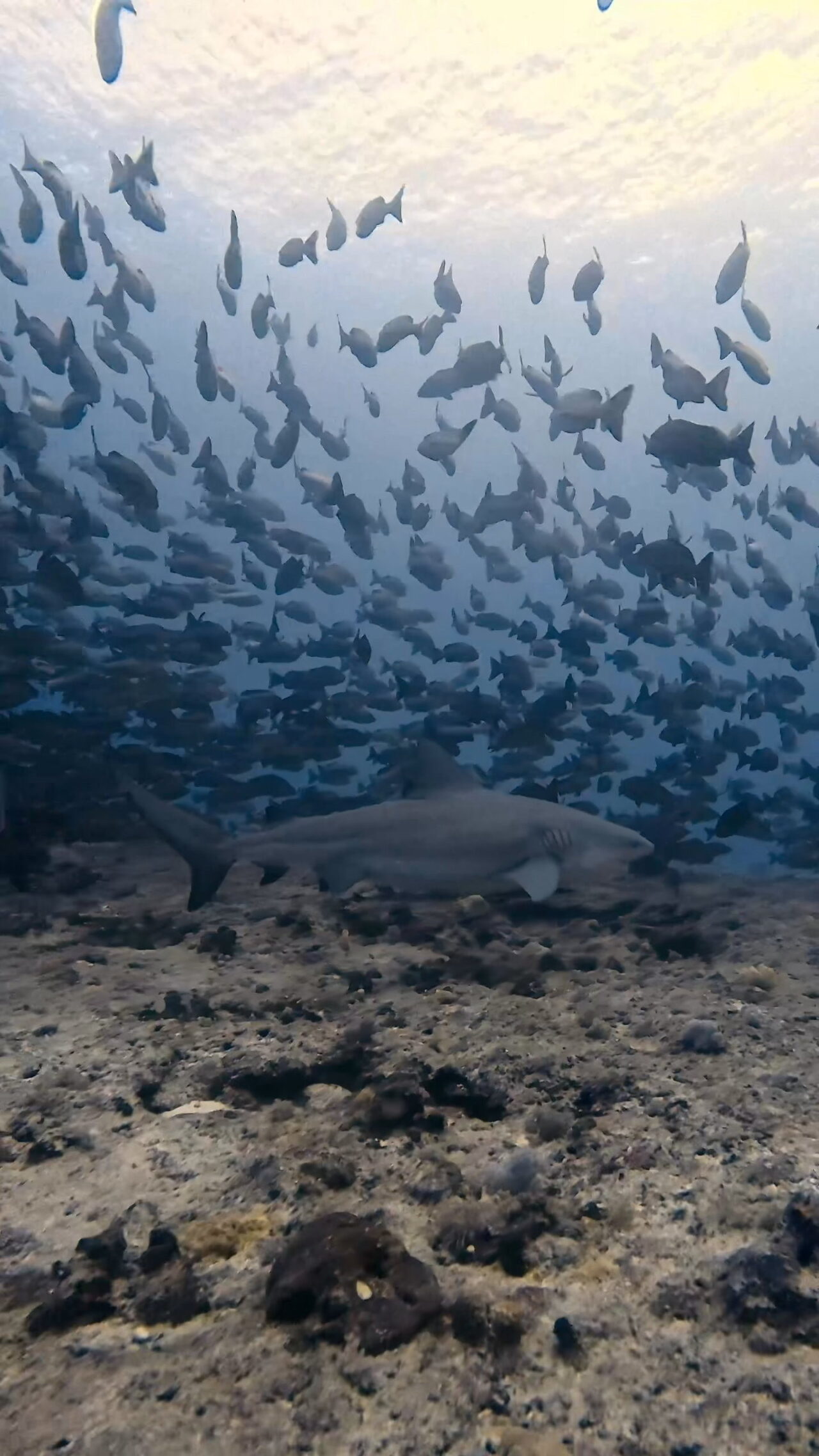ブルシャークの群れと並走 ペリリューコーナー ペリリューカット ペリリューエキスプレス パラオ ペリリュー島のダイビングショップ｜OMZオムズ