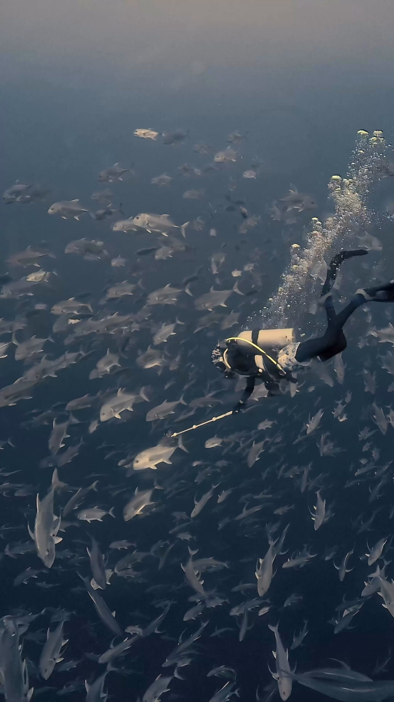 ペリリュー好きすぎて滅 ペリリューコーナー ペリリューカット ペリリューエキスプレス パラオ ペリリュー島のダイビングショップ｜OMZオムズ