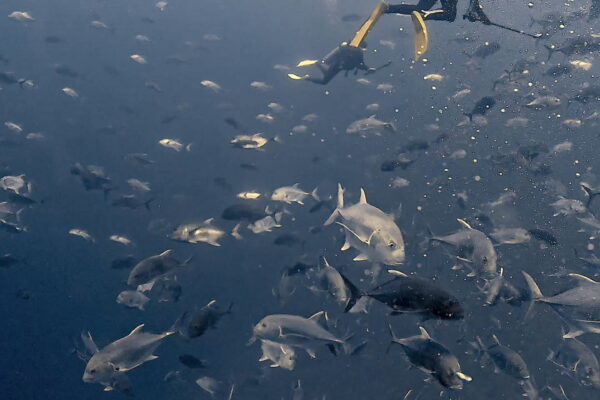 ペリリューはロウニンアジ