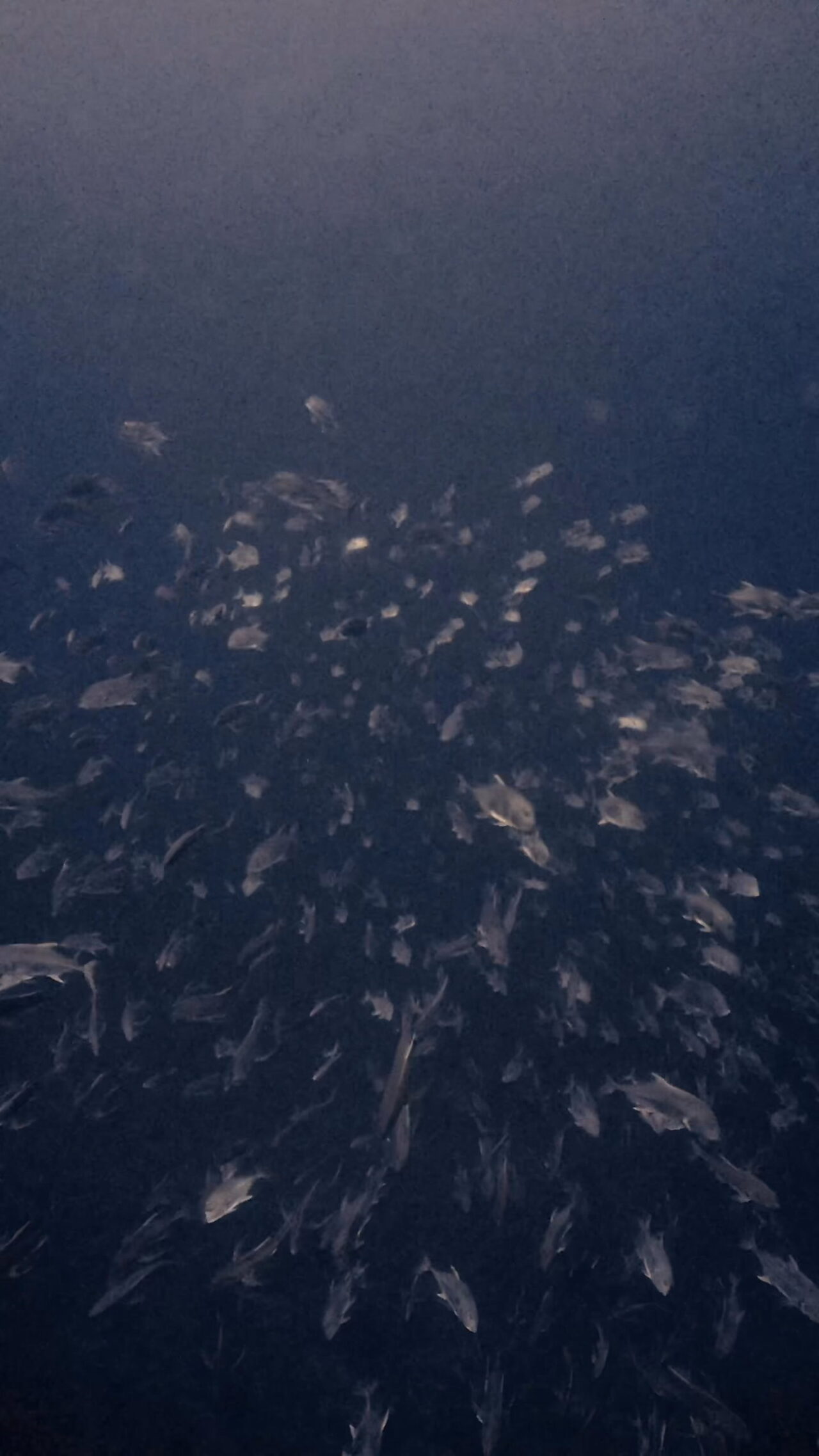 真正面からGO！！！！ ペリリューコーナー ペリリューカット ペリリューエキスプレス パラオ ペリリュー島のダイビングショップ｜OMZオムズ