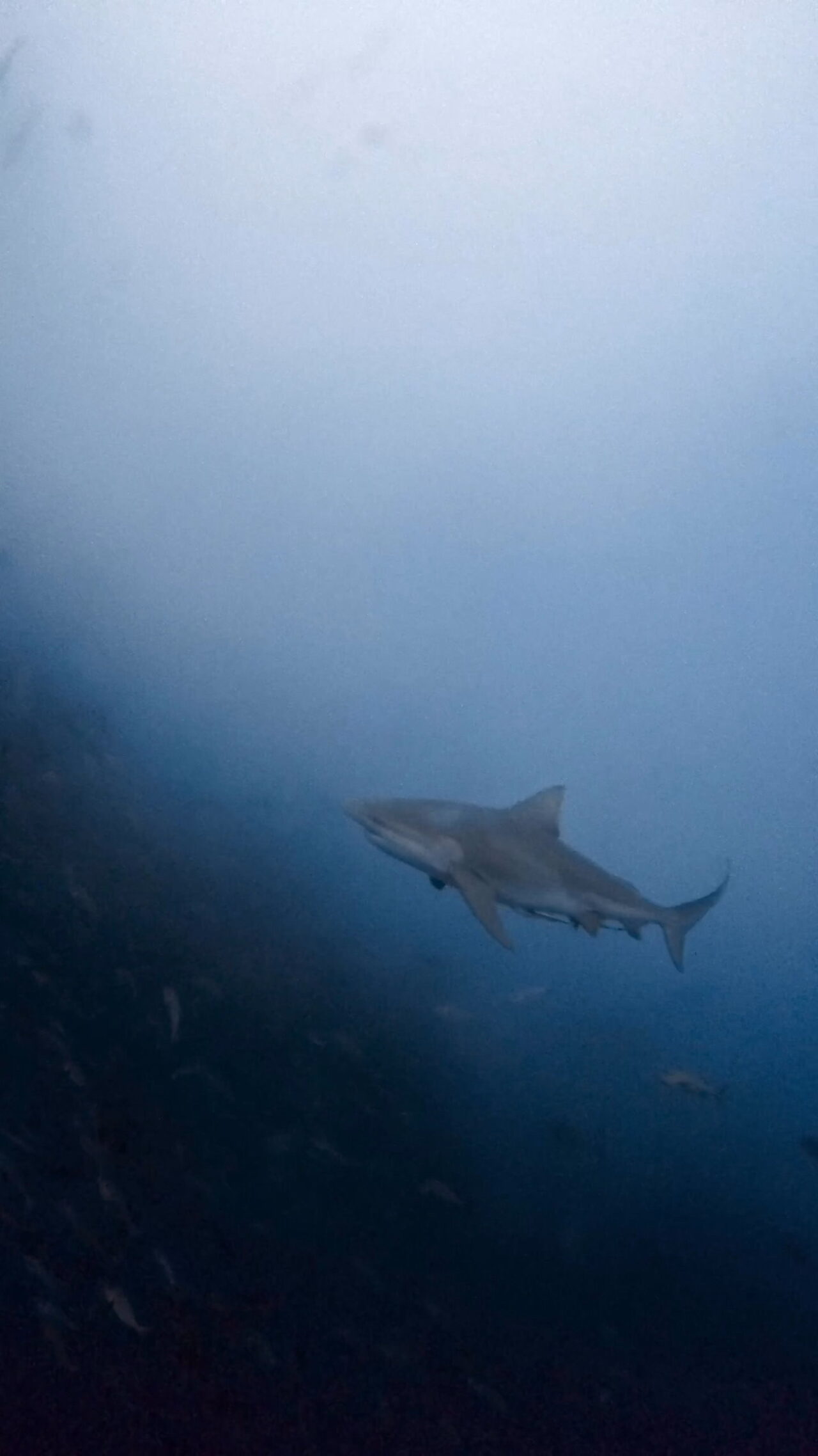 マッスルブルシャーク ペリリューコーナー ペリリューカット ペリリューエキスプレス パラオ ペリリュー島のダイビングショップ|OMZオムズ