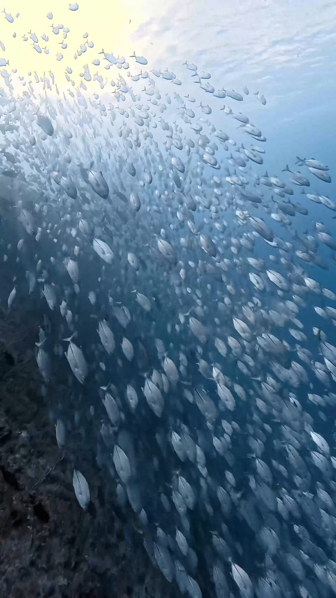 ペリリューはロウニンアジ ペリリューコーナー ペリリューカット ペリリューエキスプレス パラオ ペリリュー島のダイビングショップ|OMZオムズ