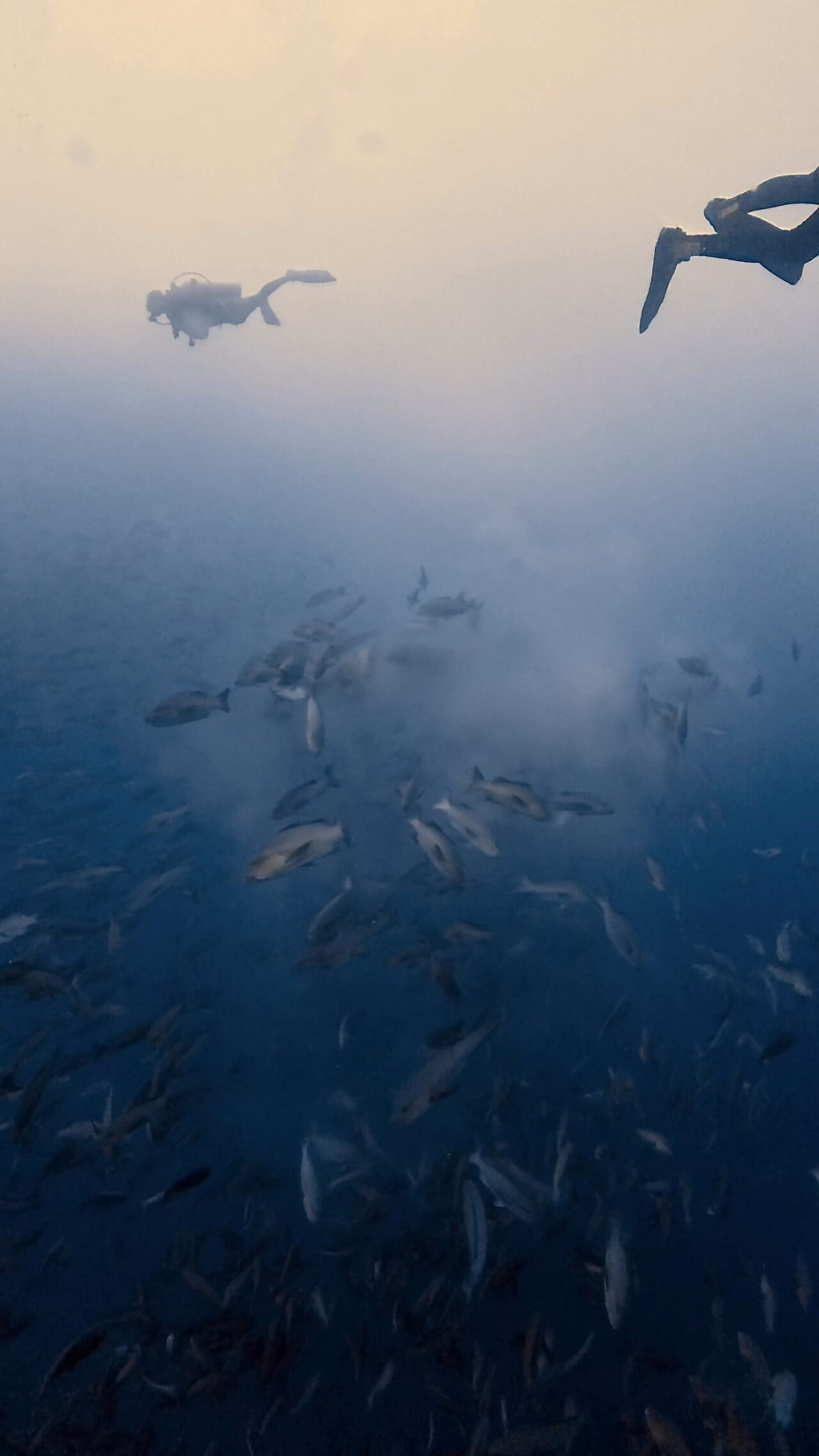 マッスルブルシャーク ペリリューコーナー ペリリューカット ペリリューエキスプレス パラオ ペリリュー島のダイビングショップ|OMZオムズ