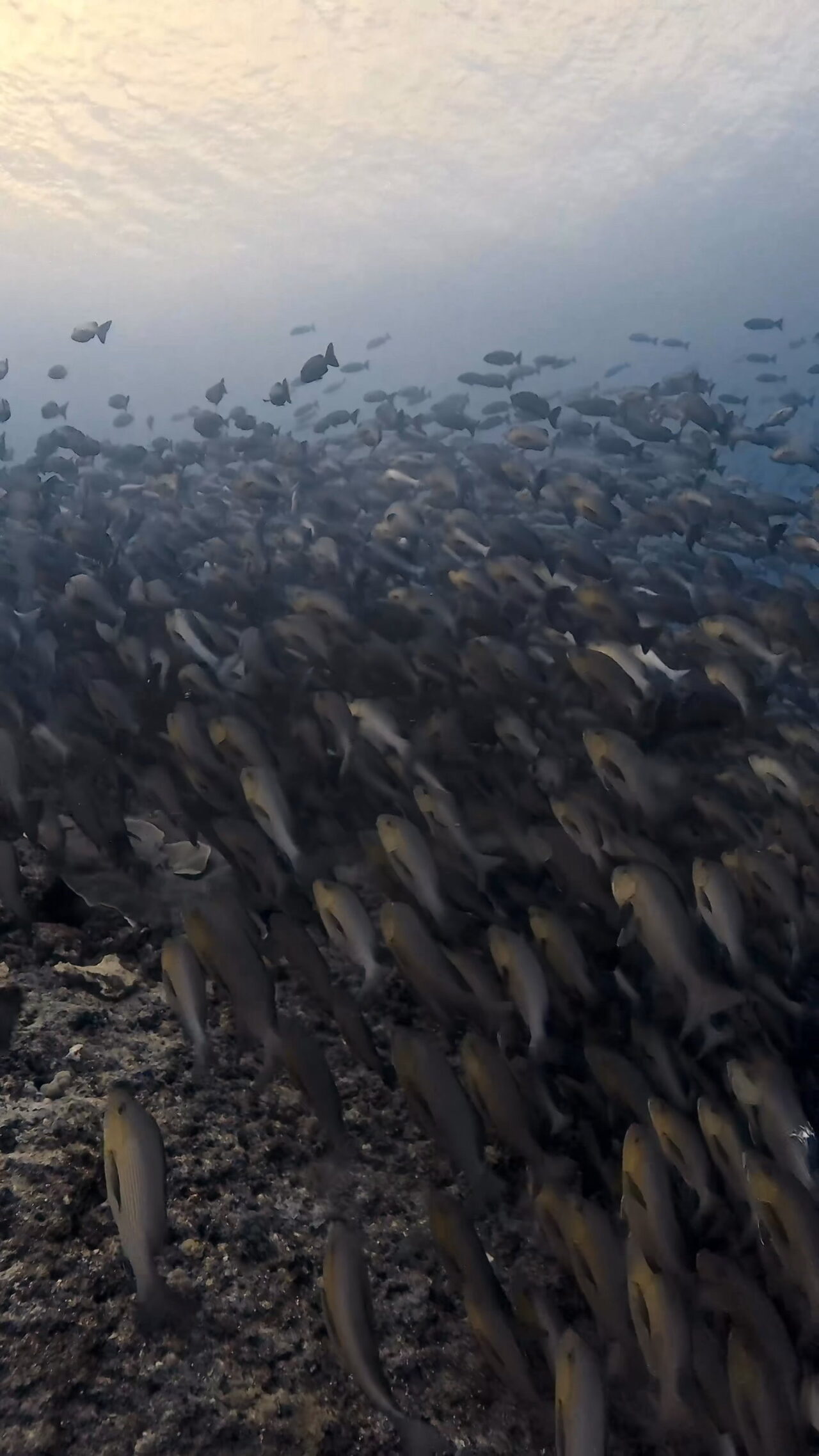 ブルシャークの群れと並走 ペリリューコーナー ペリリューカット ペリリューエキスプレス パラオ ペリリュー島のダイビングショップ｜OMZオムズ