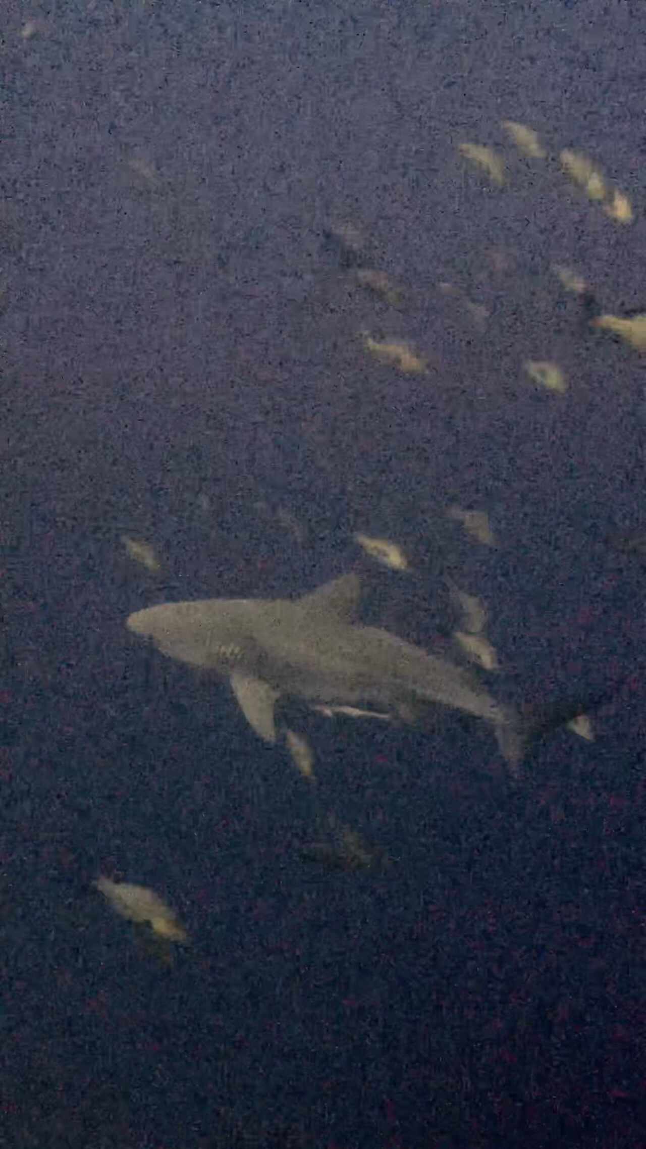 ペリリュー好きすぎて滅 ペリリューコーナー ペリリューカット ペリリューエキスプレス パラオ ペリリュー島のダイビングショップ｜OMZオムズ