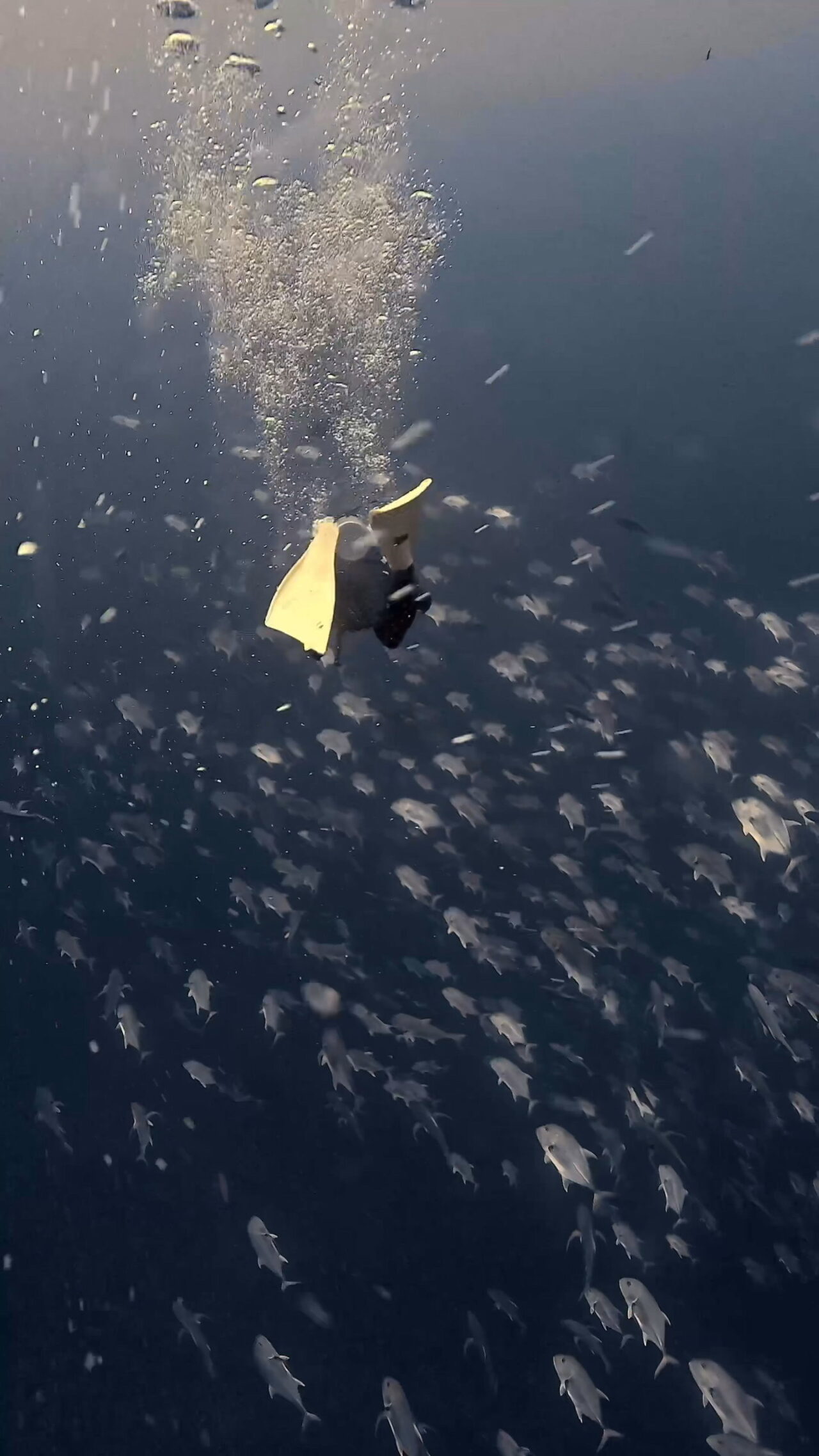 ペリリュー好きすぎて滅 ペリリューコーナー ペリリューカット ペリリューエキスプレス パラオ ペリリュー島のダイビングショップ｜OMZオムズ