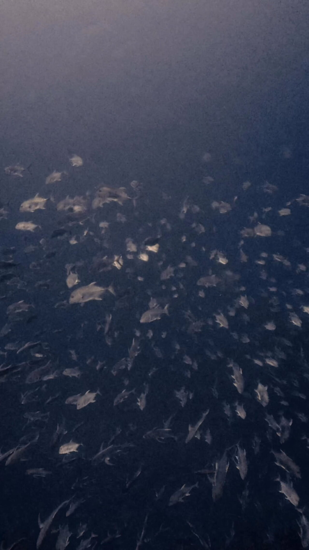 真正面からGO！！！！ ペリリューコーナー ペリリューカット ペリリューエキスプレス パラオ ペリリュー島のダイビングショップ｜OMZオムズ