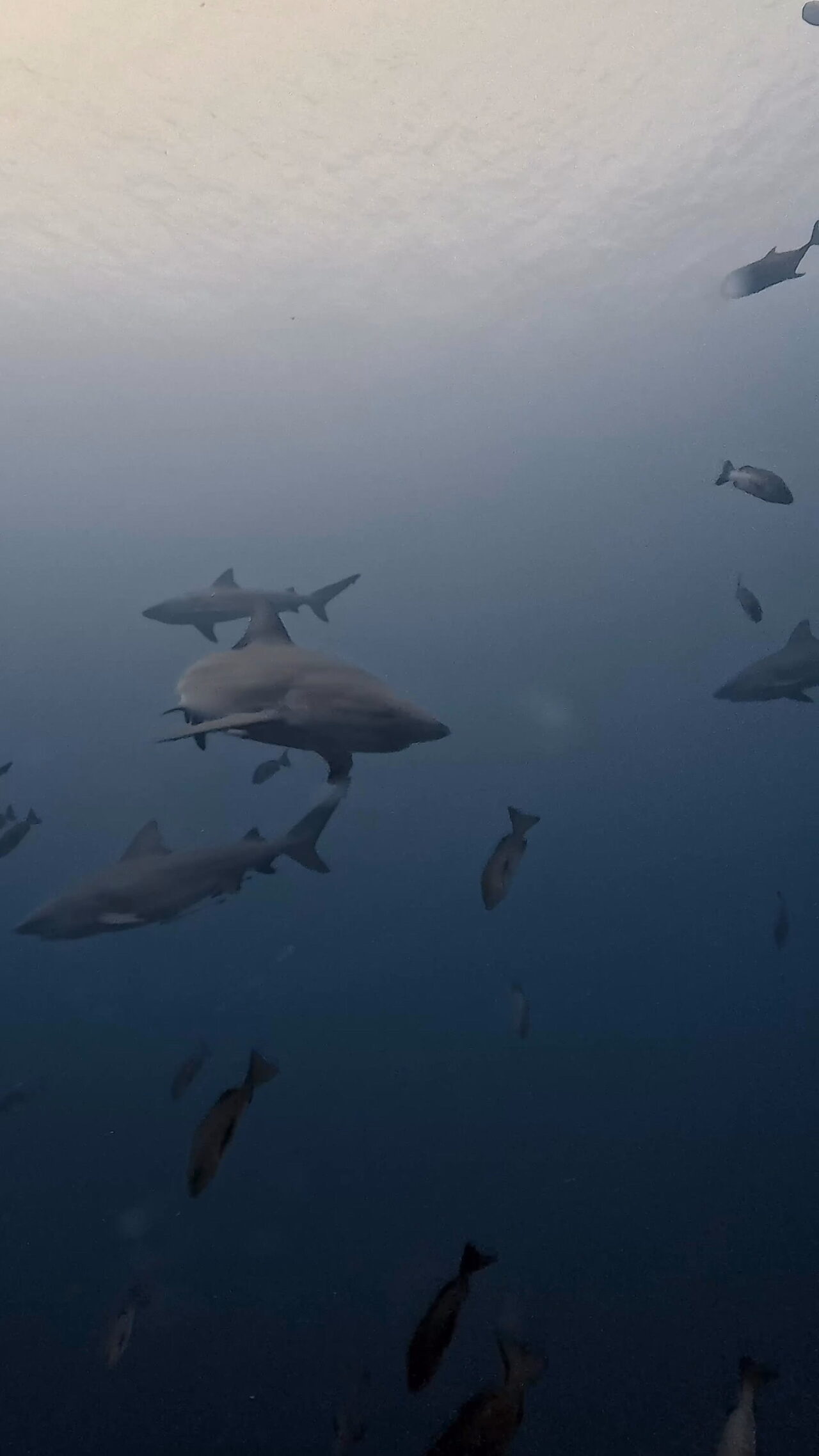 ブルシャークの群れと並走 ペリリューコーナー ペリリューカット ペリリューエキスプレス パラオ ペリリュー島のダイビングショップ｜OMZオムズ