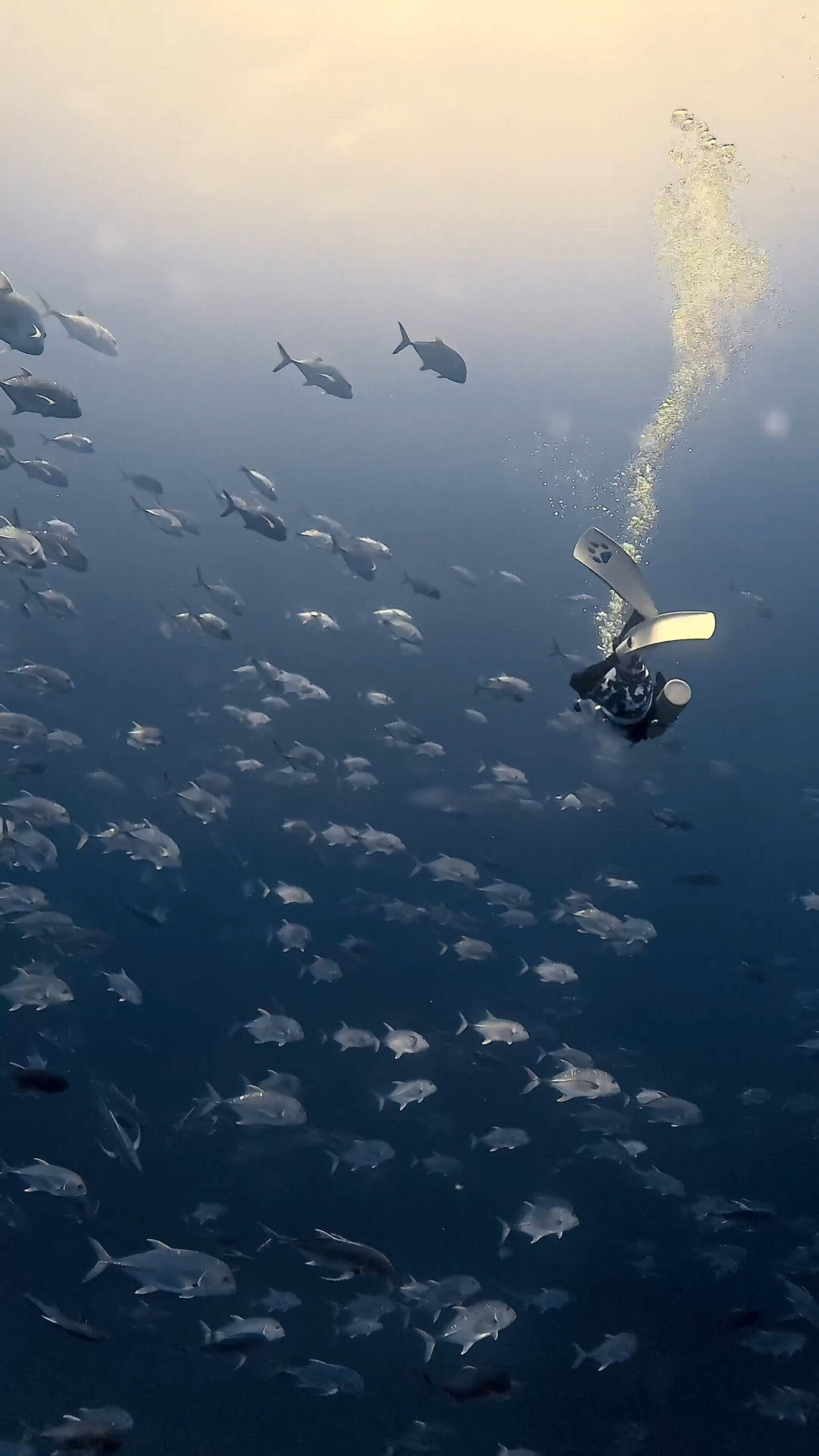 ペリリューはロウニンアジ ペリリューコーナー ペリリューカット ペリリューエキスプレス パラオ ペリリュー島のダイビングショップ|OMZオムズ