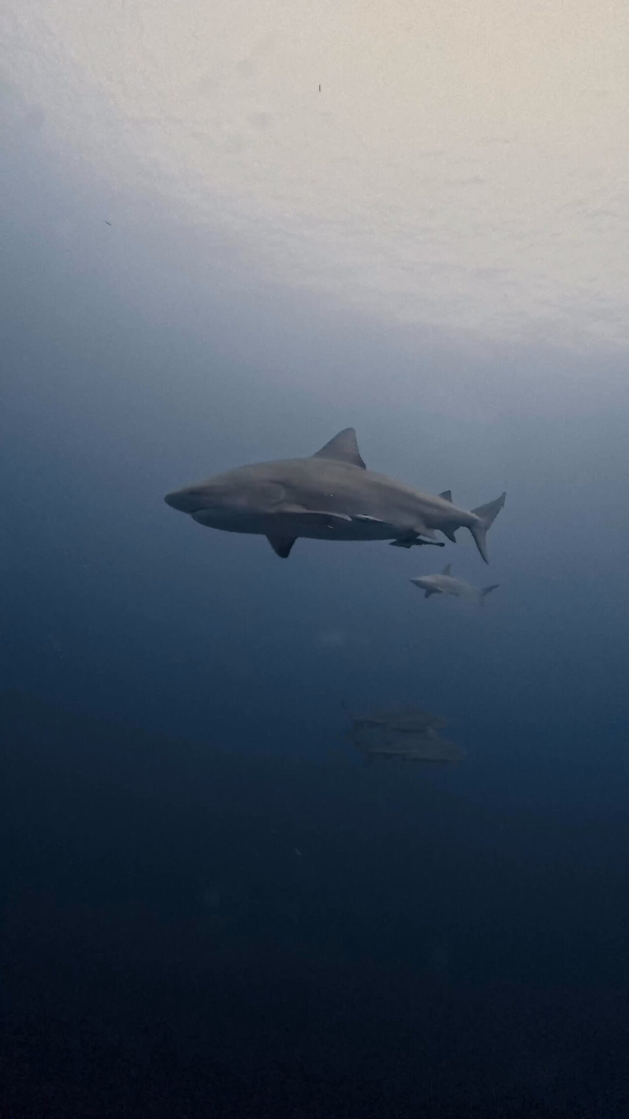 ブルシャークの群れと並走 ペリリューコーナー ペリリューカット ペリリューエキスプレス パラオ ペリリュー島のダイビングショップ｜OMZオムズ