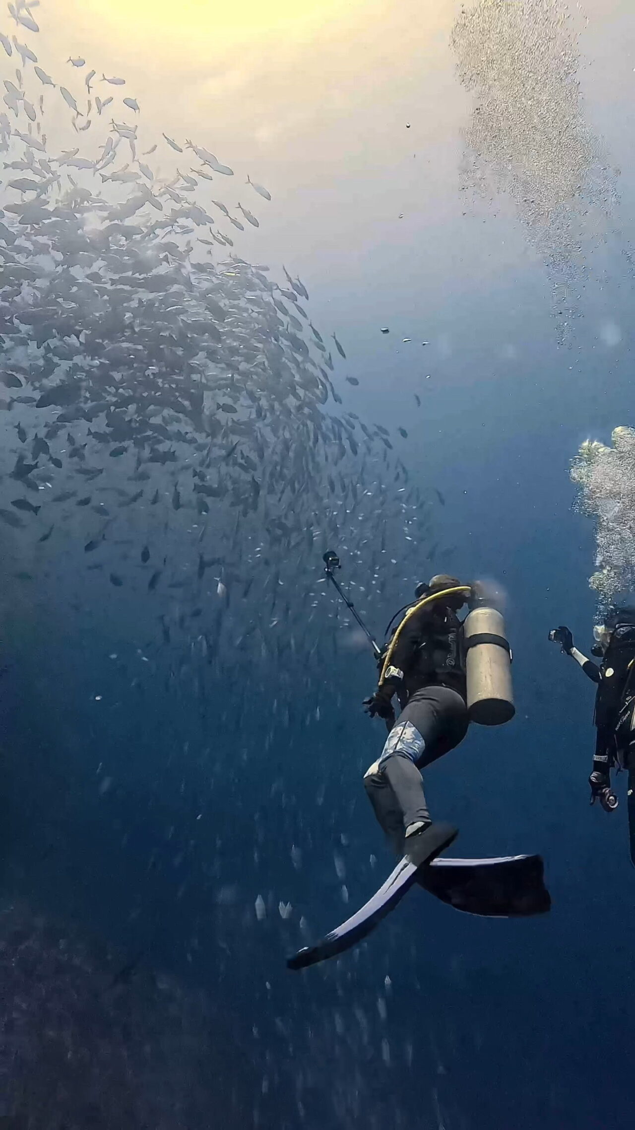 ペリリューはロウニンアジ ペリリューコーナー ペリリューカット ペリリューエキスプレス パラオ ペリリュー島のダイビングショップ|OMZオムズ