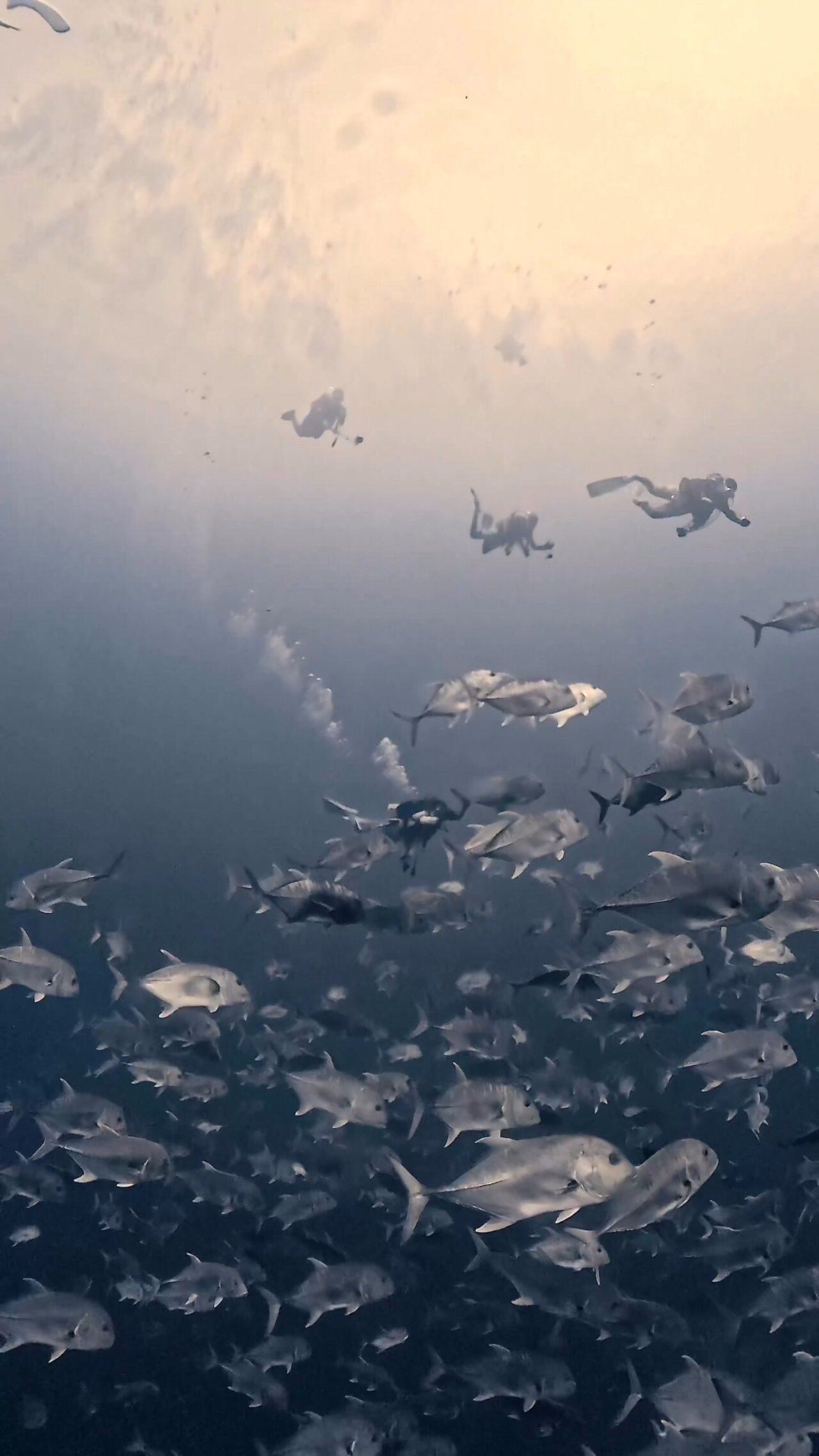 ペリリュー好きすぎて滅 ペリリューコーナー ペリリューカット ペリリューエキスプレス パラオ ペリリュー島のダイビングショップ｜OMZオムズ