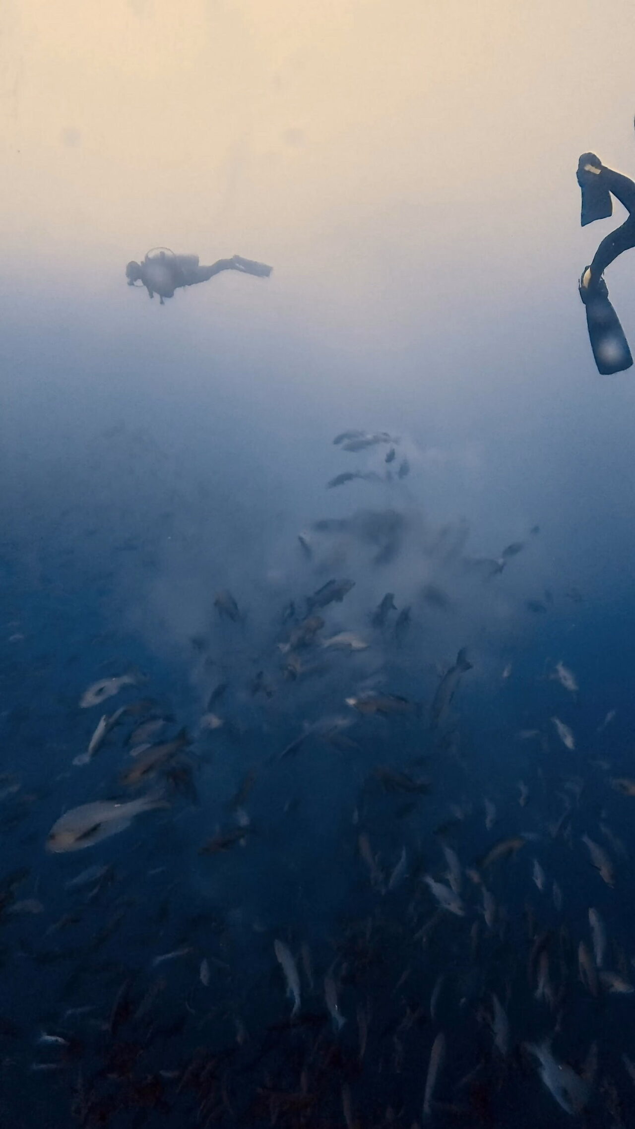 マッスルブルシャーク ペリリューコーナー ペリリューカット ペリリューエキスプレス パラオ ペリリュー島のダイビングショップ|OMZオムズ