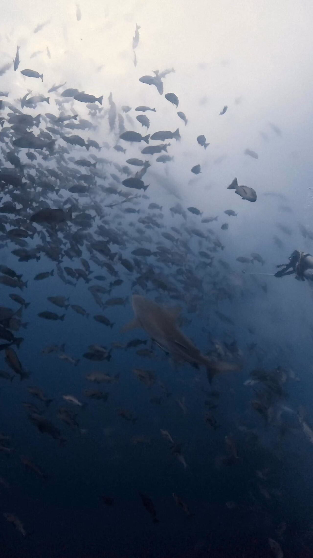 マッスルブルシャーク ペリリューコーナー ペリリューカット ペリリューエキスプレス パラオ ペリリュー島のダイビングショップ|OMZオムズ