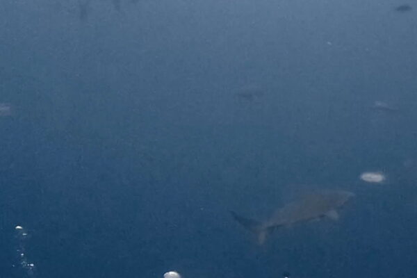 ブルシャークの群れと並走