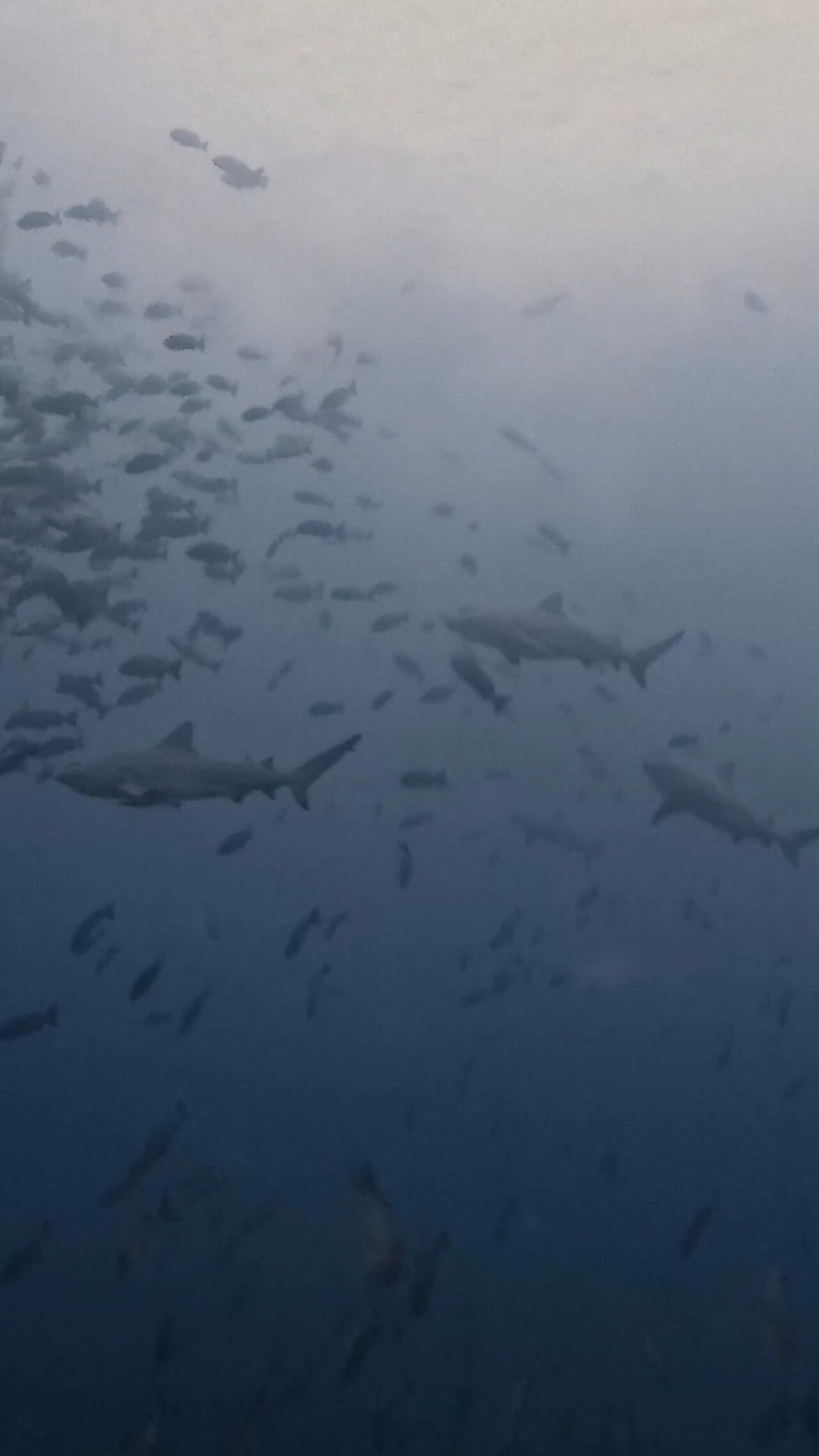 ブルシャークの群れと並走 ペリリューコーナー ペリリューカット ペリリューエキスプレス パラオ ペリリュー島のダイビングショップ｜OMZオムズ