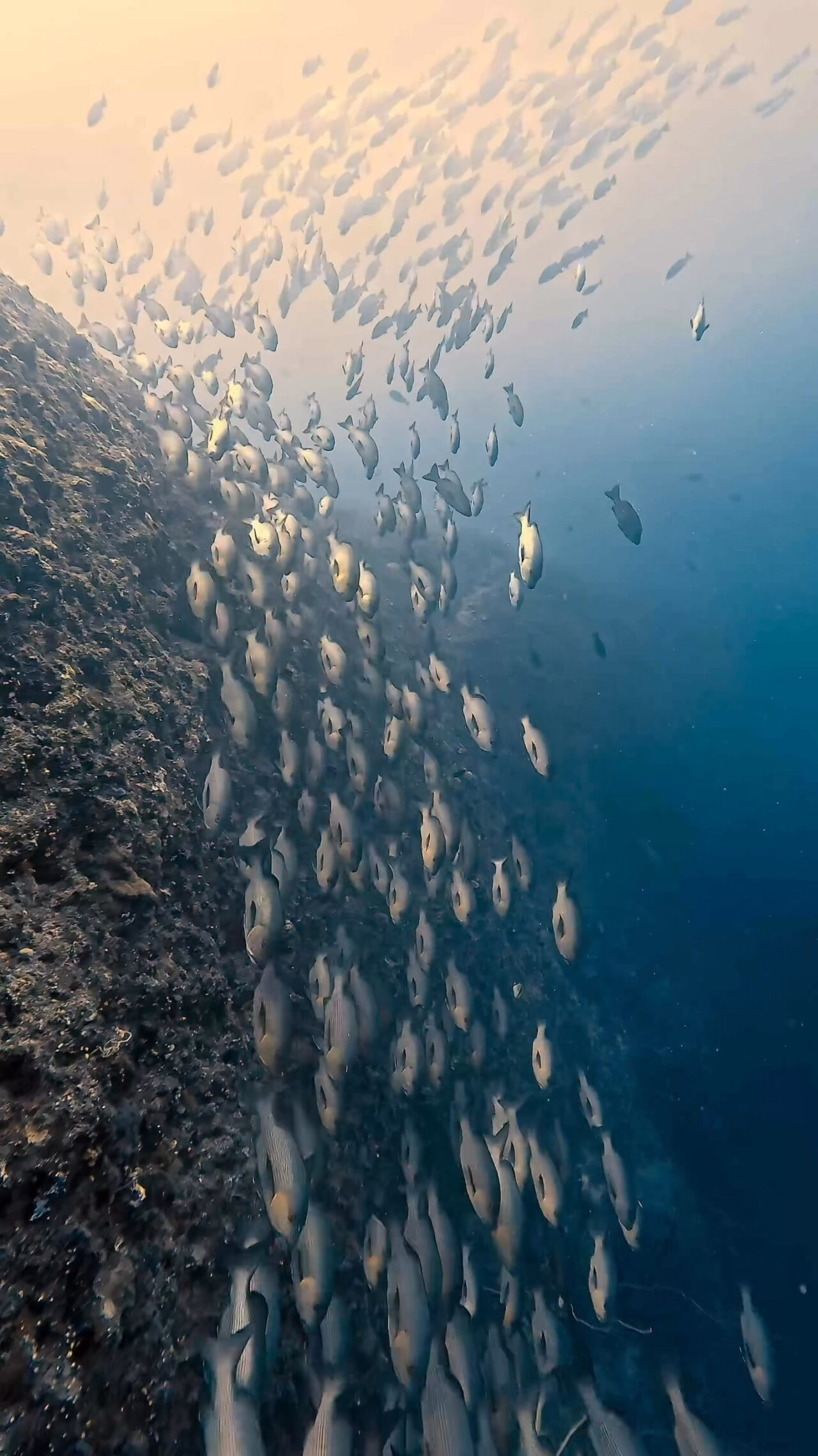 真正面からGO！！！！ ペリリューコーナー ペリリューカット ペリリューエキスプレス パラオ ペリリュー島のダイビングショップ｜OMZオムズ