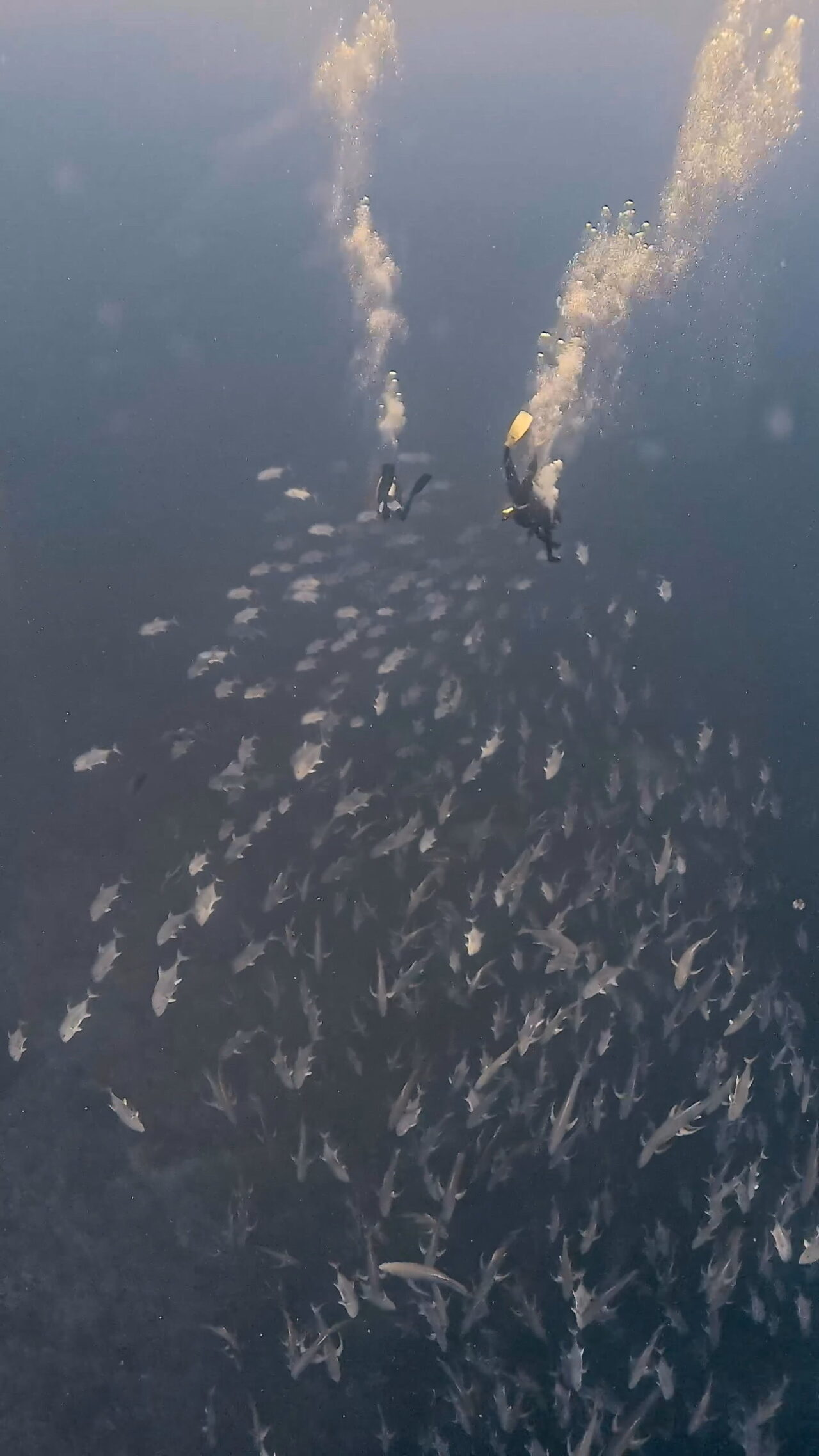 ブルシャークの群れと並走 ペリリューコーナー ペリリューカット ペリリューエキスプレス パラオ ペリリュー島のダイビングショップ｜OMZオムズ