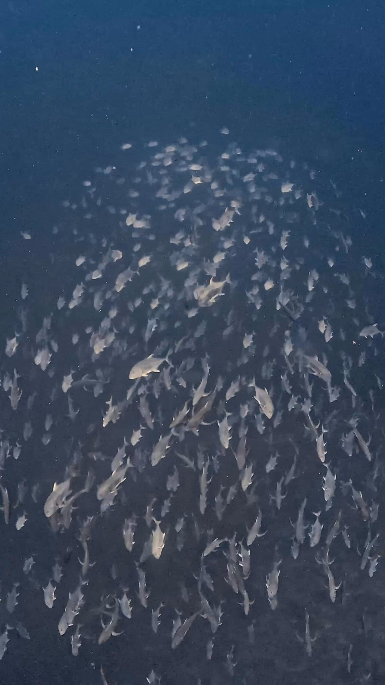 ブルシャークの群れと並走 ペリリューコーナー ペリリューカット ペリリューエキスプレス パラオ ペリリュー島のダイビングショップ｜OMZオムズ