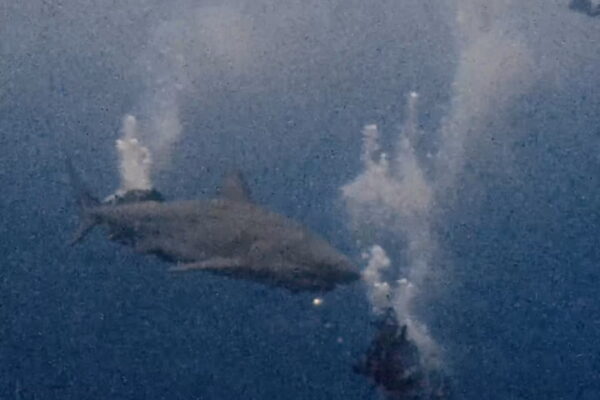 ペリリュー好きすぎて滅