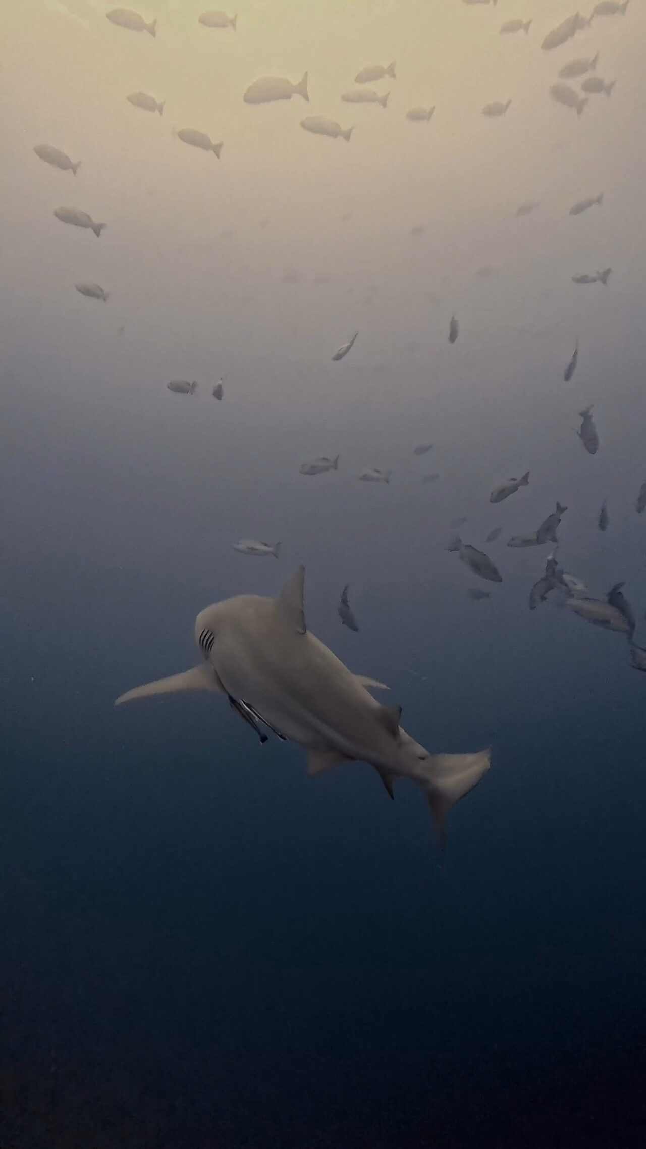 マッスルブルシャーク ペリリューコーナー ペリリューカット ペリリューエキスプレス パラオ ペリリュー島のダイビングショップ|OMZオムズ