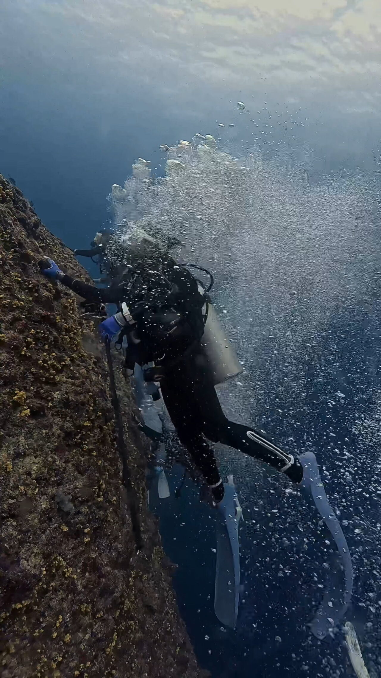 ブルシャークとバラフエダイ放精放卵とダウンカレント ペリリューコーナー ペリリューカット ペリリューエキスプレス パラオ ペリリュー島のダイビングショップ｜OMZオムズ