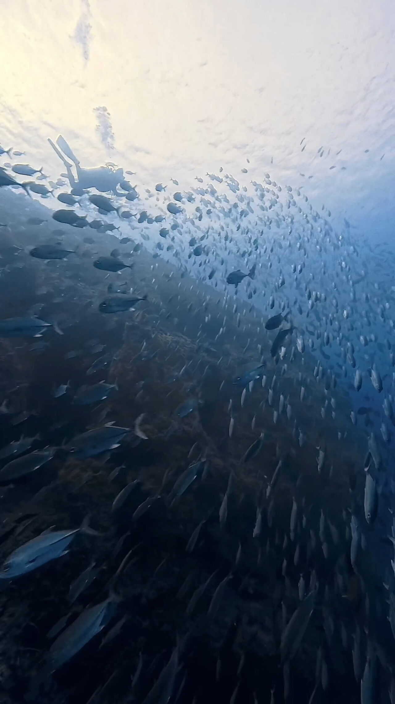 ペリリューとロウニンアジ ペリリューコーナー ペリリューカット ペリリューエキスプレス パラオ ペリリュー島のダイビングショップ|OMZオムズ