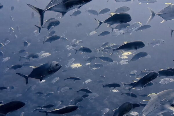 ペリリューとロウニンアジ