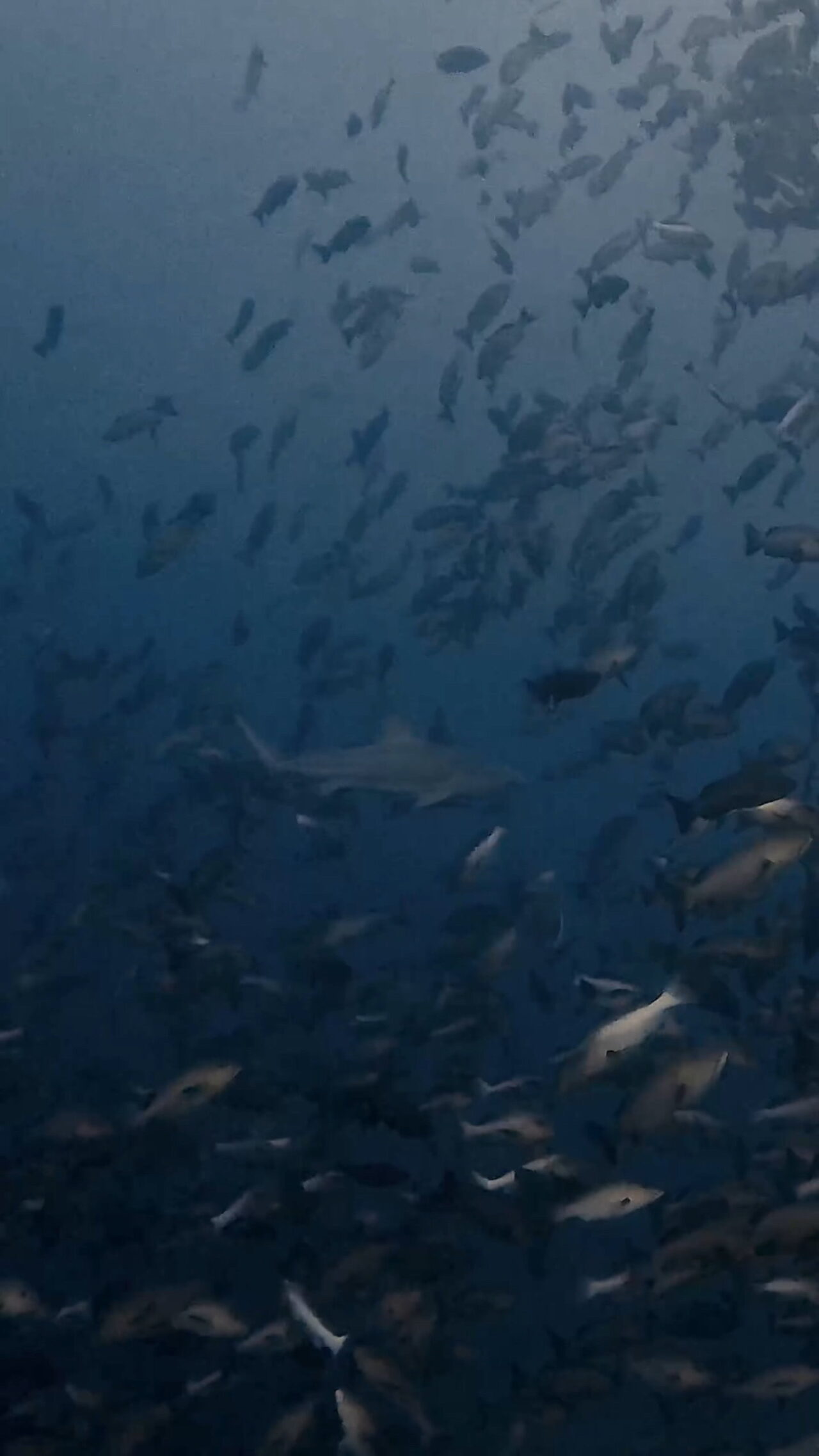 ブルシャークはその裏に ペリリューコーナー ペリリューカット ペリリューエキスプレス パラオ ペリリュー島のダイビングショップ｜OMZオムズ