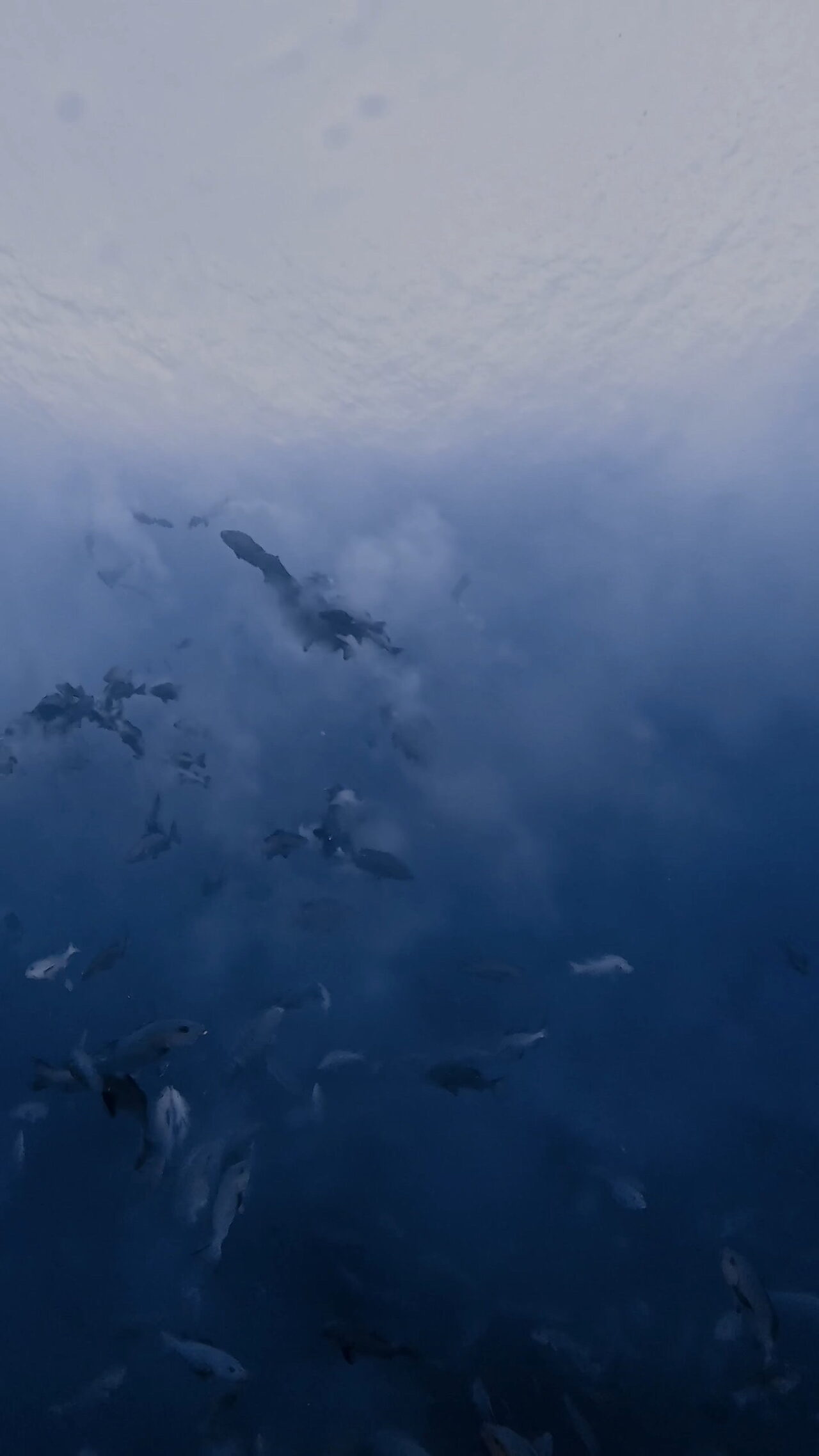 ブルシャークはその裏に ペリリューコーナー ペリリューカット ペリリューエキスプレス パラオ ペリリュー島のダイビングショップ｜OMZオムズ