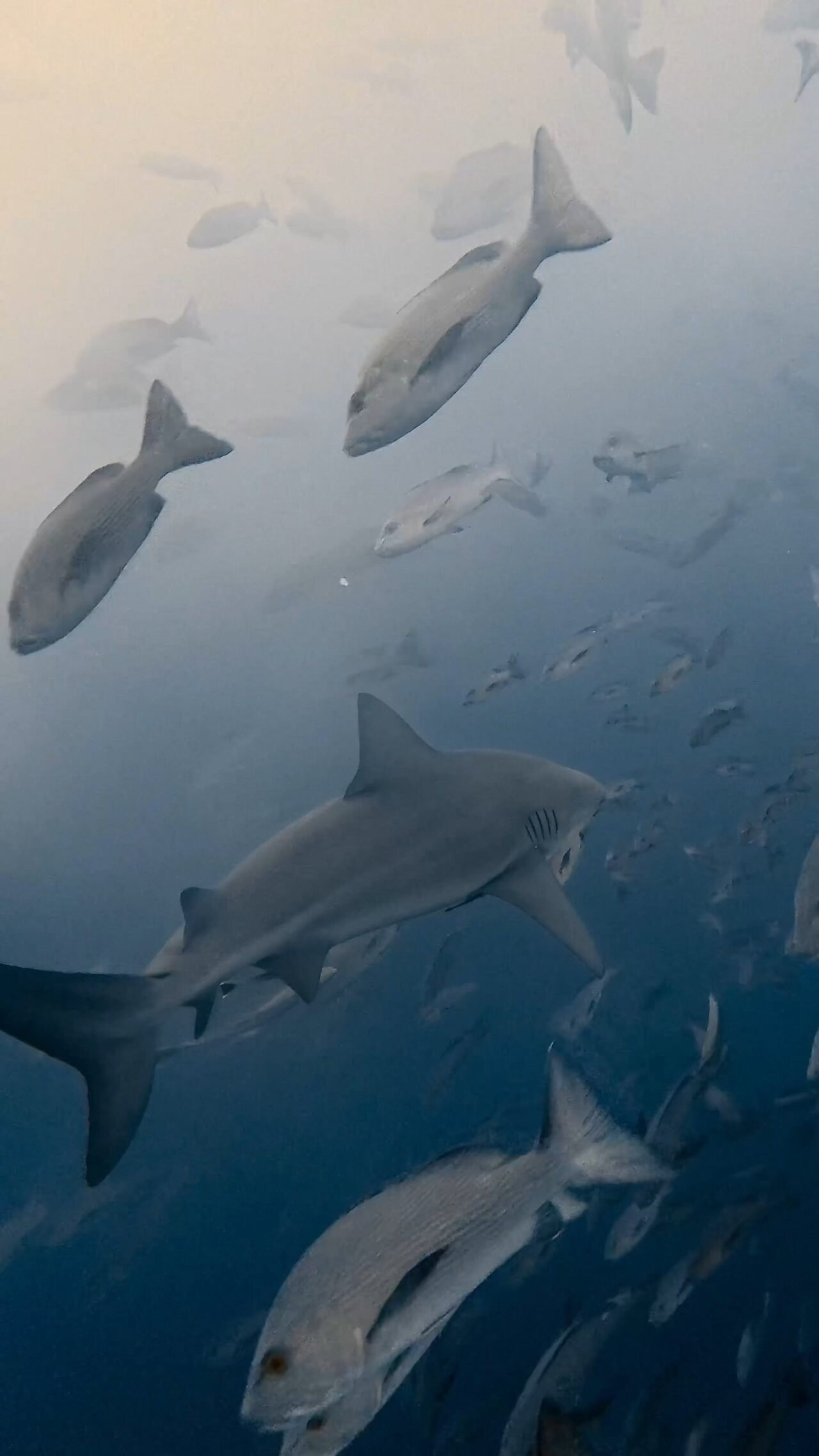 ブルの後ろ姿が逞しい ペリリューコーナー ペリリューカット ペリリューエキスプレス パラオ ペリリュー島のダイビングショップ｜OMZオムズ