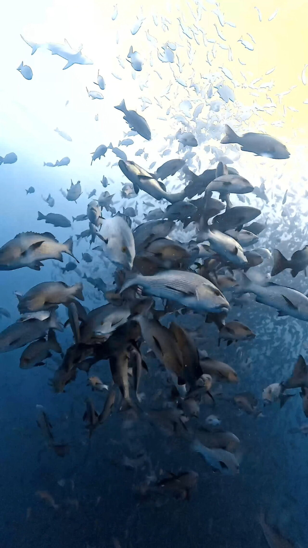 ブルの後ろ姿が逞しい ペリリューコーナー ペリリューカット ペリリューエキスプレス パラオ ペリリュー島のダイビングショップ｜OMZオムズ