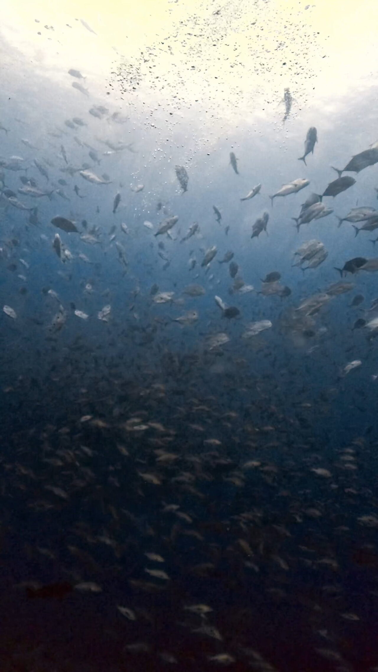 ブルシャークとロウニンアジとバラフエダイ ペリリューコーナー ペリリューカット ペリリューエキスプレス オレンジビーチ パラオ ペリリュー島のダイビングショップ|OMZオムズ