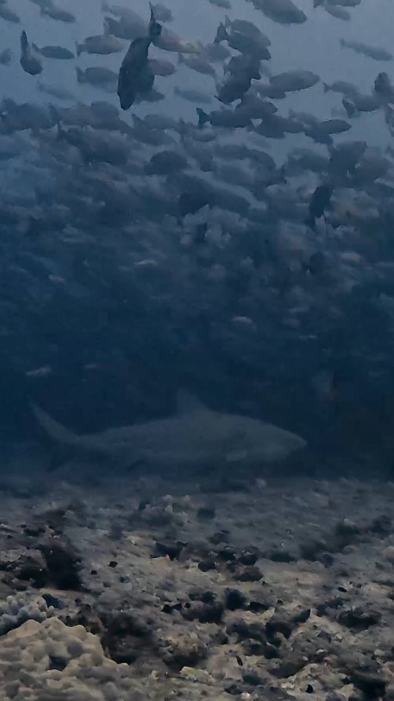 ブルの後ろ姿が逞しい ペリリューコーナー ペリリューカット ペリリューエキスプレス パラオ ペリリュー島のダイビングショップ｜OMZオムズ