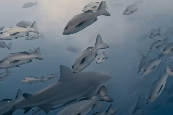 ブルの後ろ姿が逞しい