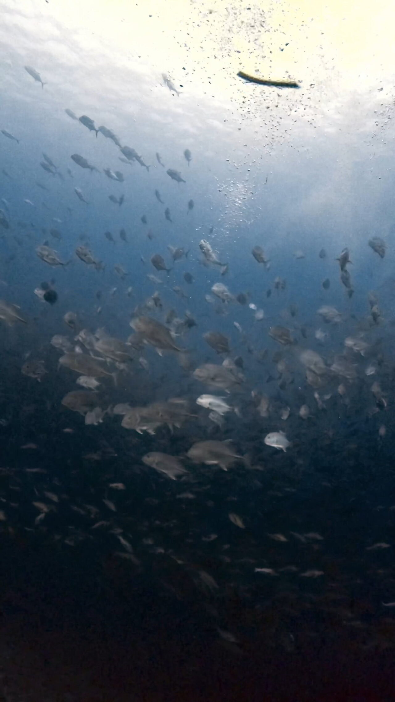 ブルシャークとロウニンアジとバラフエダイ ペリリューコーナー ペリリューカット ペリリューエキスプレス オレンジビーチ パラオ ペリリュー島のダイビングショップ|OMZオムズ